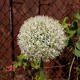 Allium stipitatum 'Mount Everest'